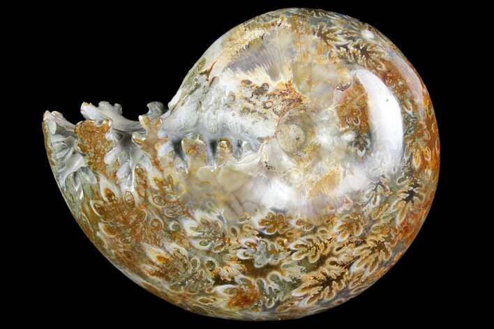 Polished, Agatized Ammonite (Phylloceras?) - Madagascar #149185